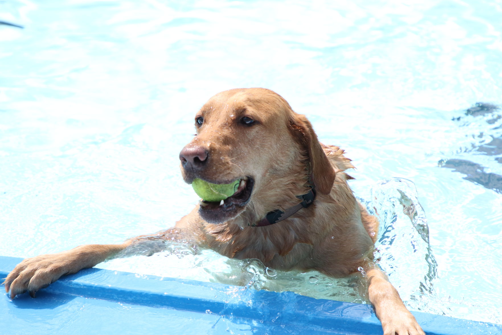 Dogs at the pool (5).JPG